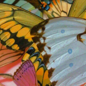 Meet your Posher, Lilyan